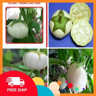 COMBO 2 gói hạt giống cà đĩa trắng TẶNG 1 siêu lân