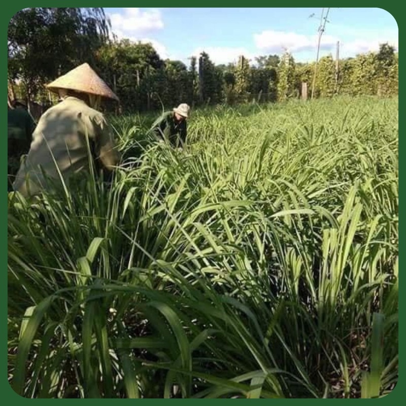 Tinh dầu sả chanh nguyên chất 100% nhà nấu không hoá chất để xông, đuổi muỗi, khử khuẩn chai 100ml