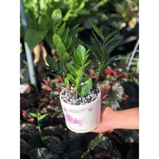 Chậu cây kim tiền mini