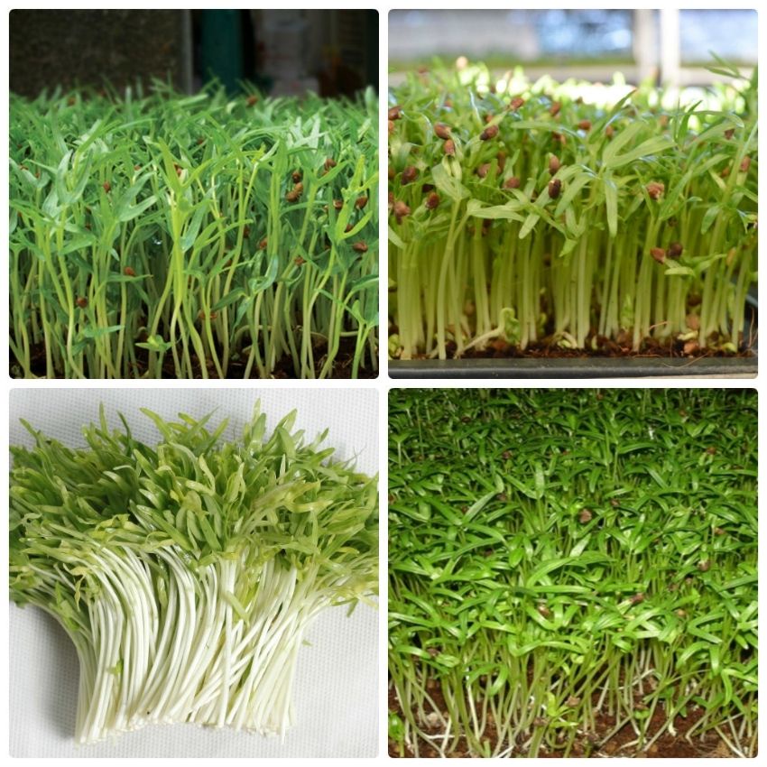 Hạt giống rau mầm rau muống siêu ngọn 50GR ngon giòn ngọt nảy mầm cao - rau củ quả trồng chậu, sân vườn ban công RADO16