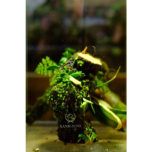 Lũa gỗ bám rêu và lan siêu đẹp set terrarium, bán cạn, hòi cá non bộ
