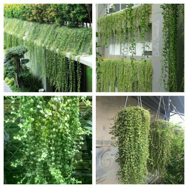 Cây vẩy rồng.2 bầu hình 3