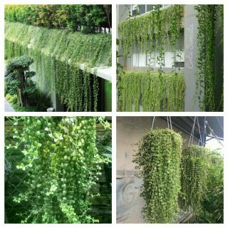 Cây vẩy rồng.2 bầu hình 3