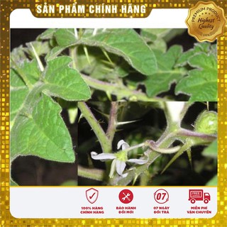Hạt giống cà xanh lai F1 ( Qủa dài ngon năng suất)