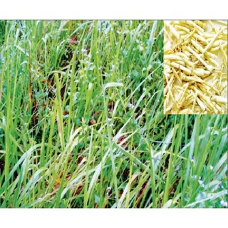 Rễ tranh khô hỏa tốc HCM
