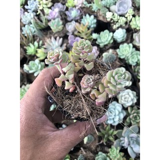 Sen sidum hoa hồng pháp