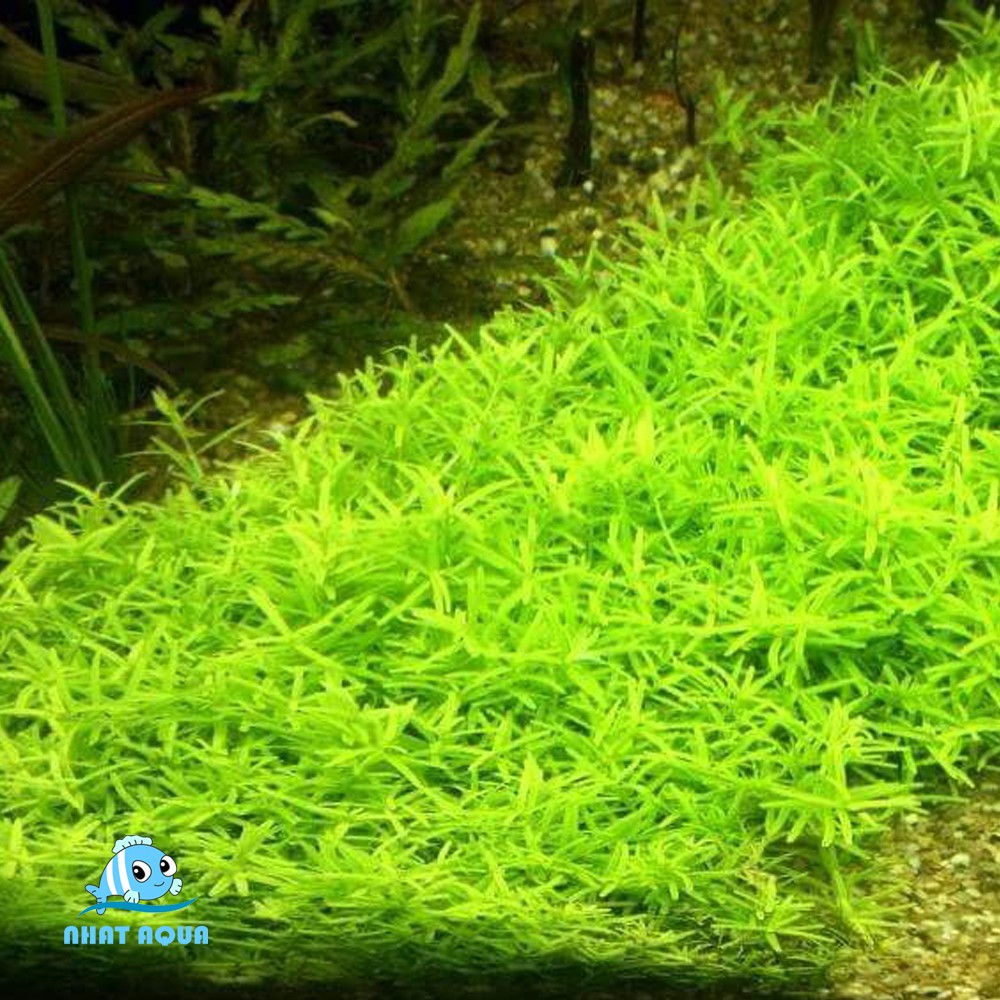 Cây thủy sinh vẩy ốc xanh Bò Hà Cối