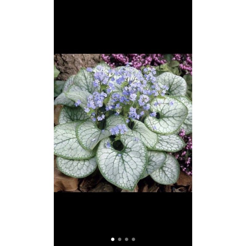 Cây Brunnera