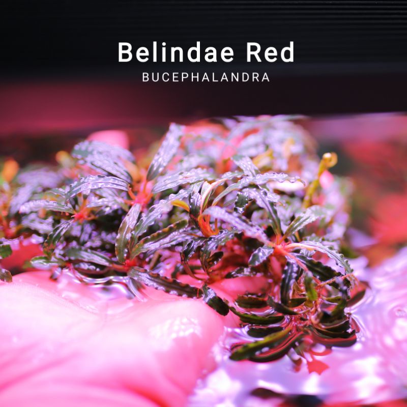 Bucep Belindae Red | Hàng bụi rất to | Cây thủy sinh lá cạn