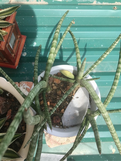 Cây ngà voi - Sansevieria Canaliculata