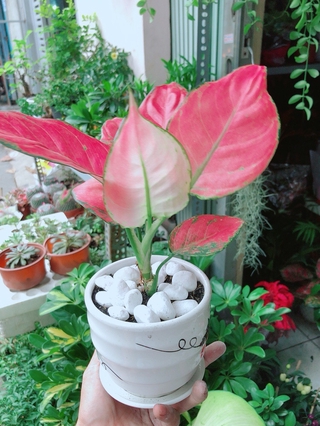 Chậu Cây Vạn Lộc Hồng