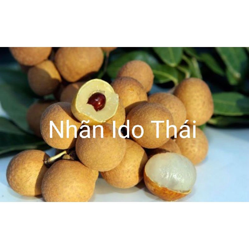 CÂY NHÃN IDO THÁI