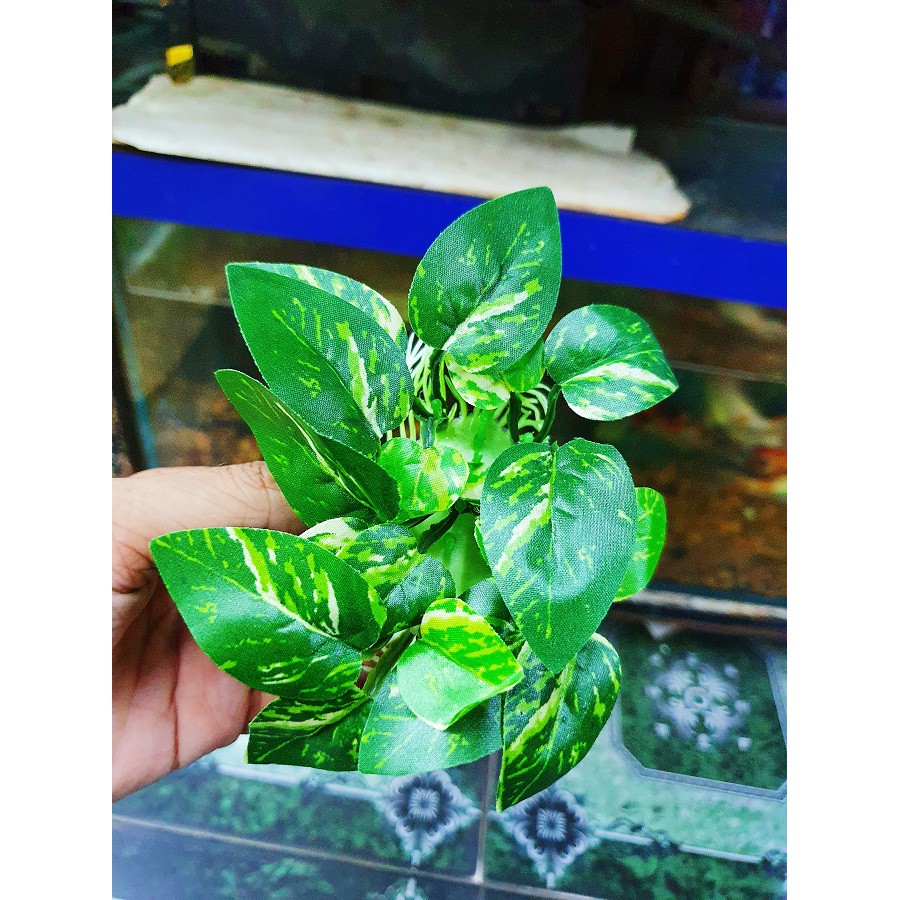 RONG TRANG TRÍ HỒ CÁ NON BỘ CAO 4CM