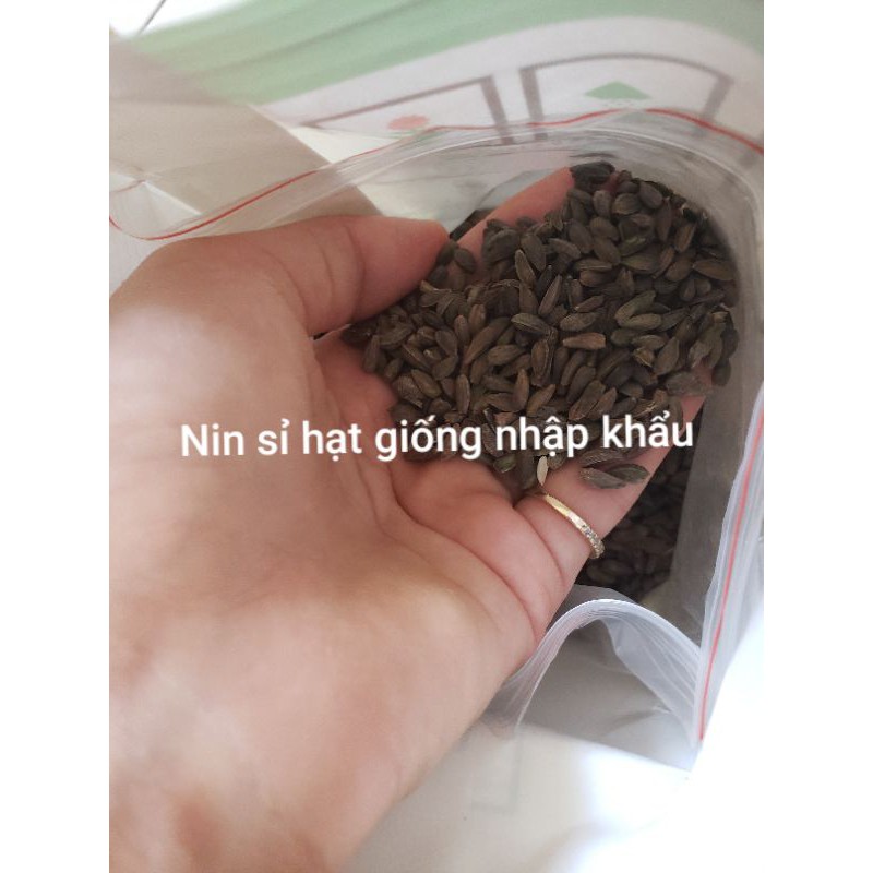 Hạt Giống Hoa Cúc Nam Phi Mix Màu - 50 hạt