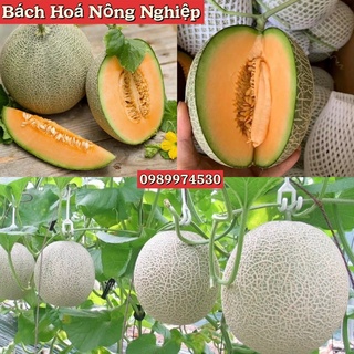 Hạt giống dưa lưới xanh ngọt , mỏng vỏ dày ruột , ruột vàng