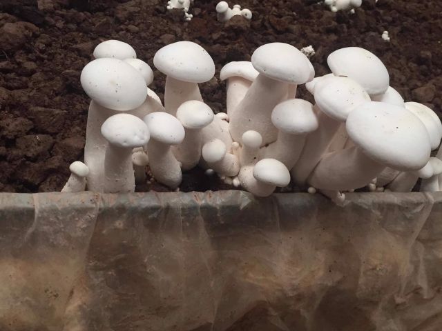 Phôi nấm đùi gà | BigBuy360 - bigbuy360.vn