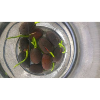 Hạt giống sen nhật mini (10 hạt nhiều màu )
