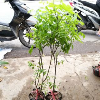 HOA TỬ ĐẰNG THÂN GỖ TÍM