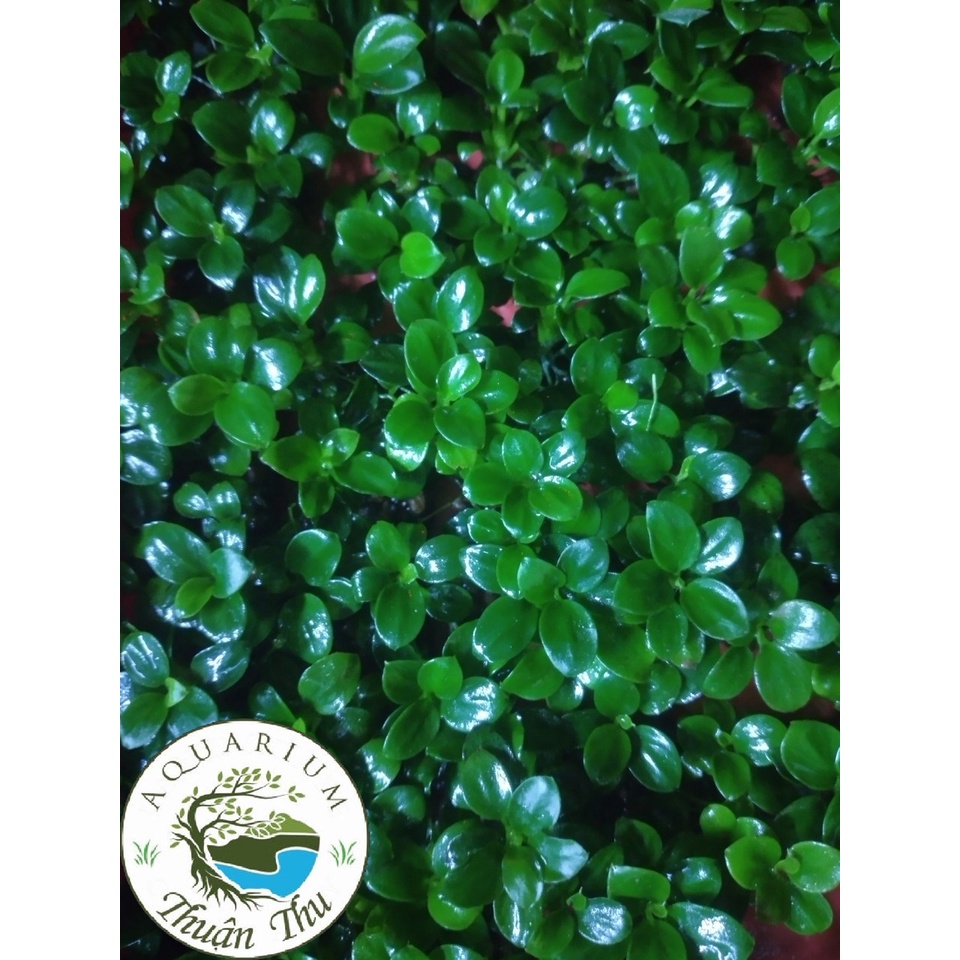Ráy nana petite Thái full lá nước dễ trồng trang trí bonsai bể thủy sinh siêu đẹp