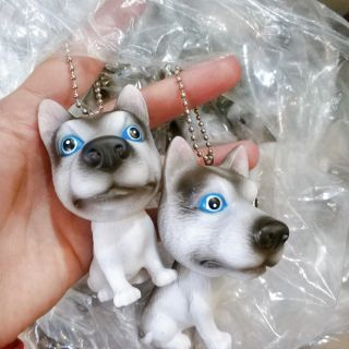 Chó husky( chó ngáo)
