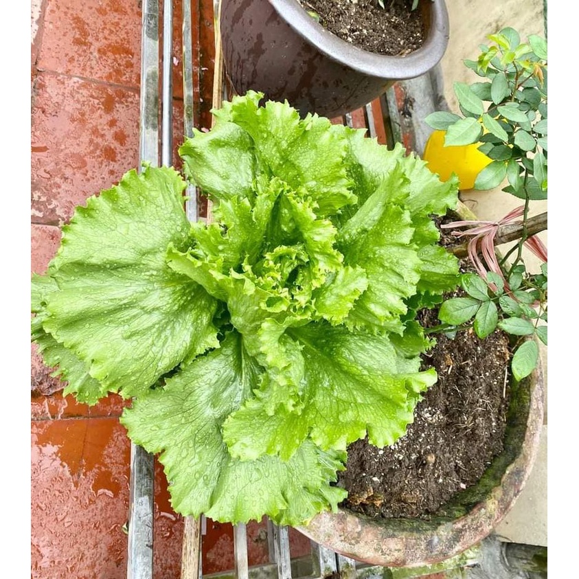 Xà lách cuộn giòn Ice Bereg chịu nhiệt Mỹ  -Tỉ lệ nãy mầm >95%