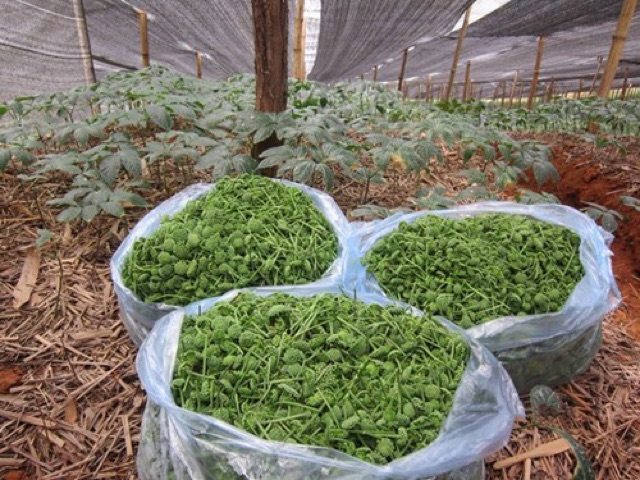 (FREESHIP) 500g nụ hoa tam thất bao tử loại hảo hạng | BigBuy360 - bigbuy360.vn