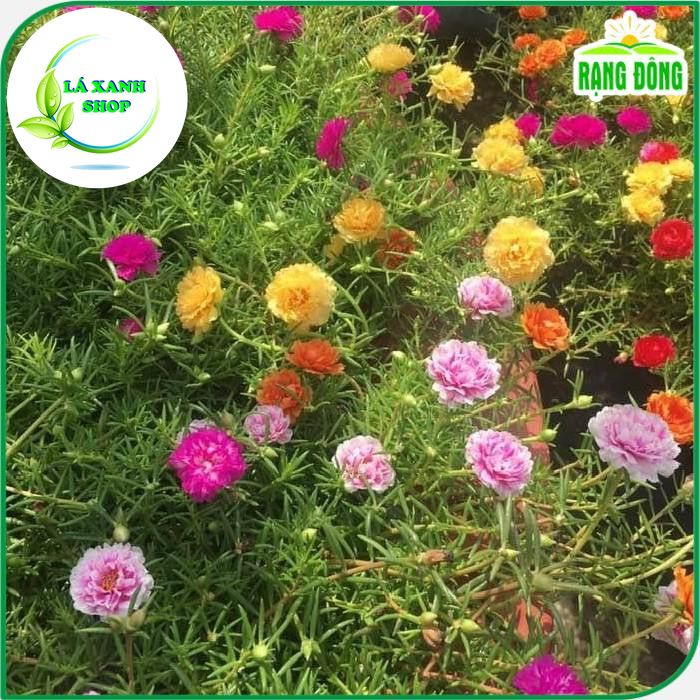 Hạt Giống Hoa Mười Giờ Cánh Kép Nhiều Màu, Dễ Trồng, Nở Hoa Liên Tục (gói 0,03 gram) - Hạt giống Rạng Đông
