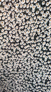 Áo Kimono Hoa Daisy (CÓ CLIP)