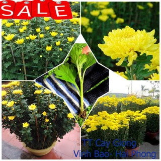 giống cúc pha lê ✅ 100 cây cúc giống ✅ Vườn hoa giống VBHP