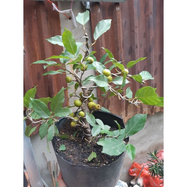 Cây sung bonsai SIÊU TRÁI