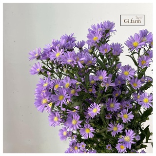 Hoa thạch thảo tím (bó to)|Ship hoả tốc| Hoa tươi Gifarm