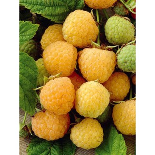 Hạt giống Mâm xôi vàng - Gói 10 hạt