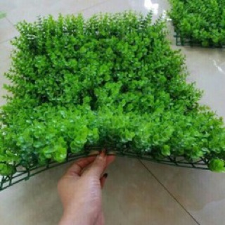 COMBO 15 TẤM CỎ TAI CHUỘT