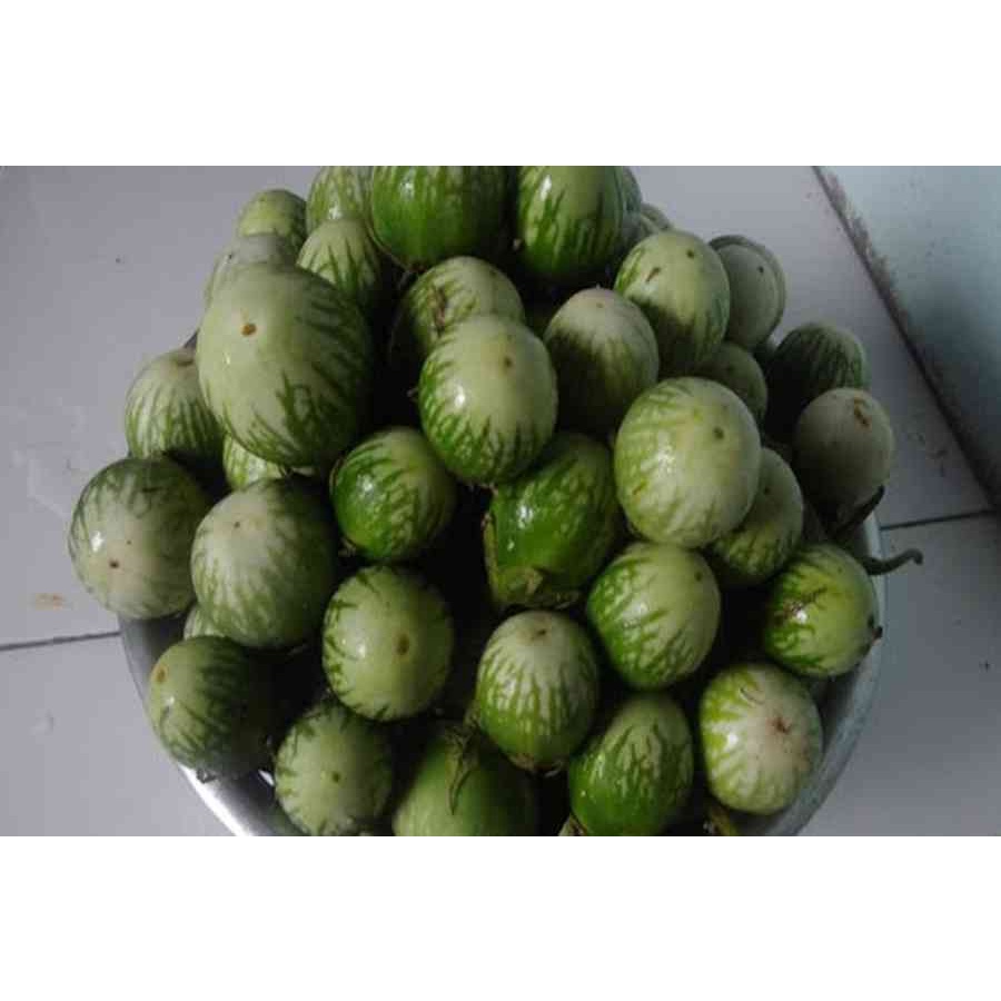 Hạt giống cà đắng đồng bào thuần chủng KNS117 - 1 gói 20 hạt