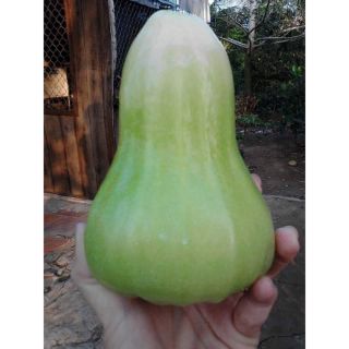 Mận xanh đường cây giống