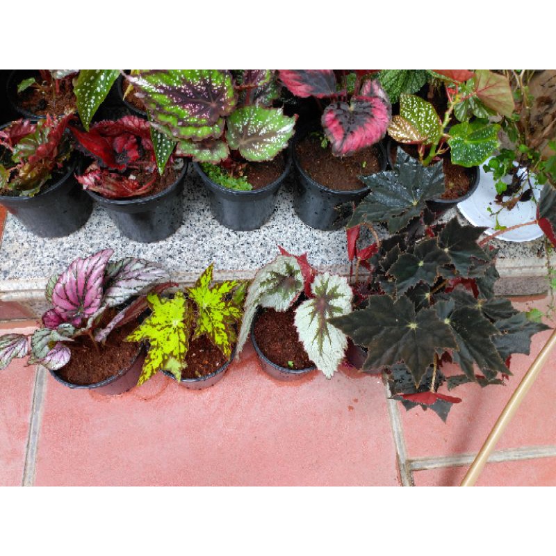 Thu hải đường Begonia.Shop có 25 loại khác nhau.Cây khoẻ dễ chăm ạ.