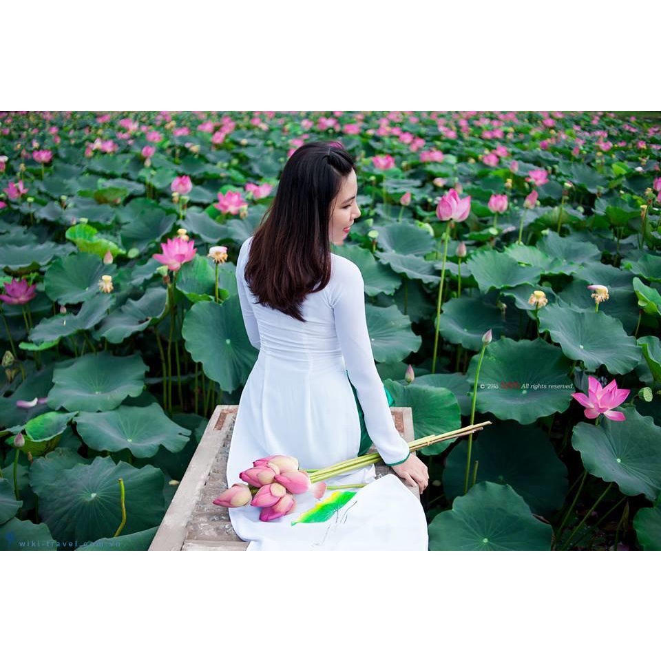 Hạt giống hoa sen ta  - rau củ quả trồng chậu, sân vườn ban công nảy mầm cao 5 hạt