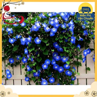 Hạt Hoa Bìm Bịp - 30 Hạt