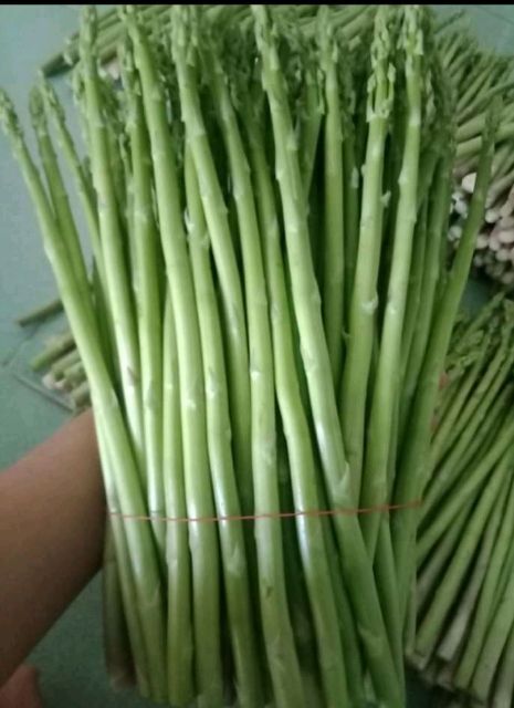 Gốc măng tây to
