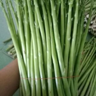 gốc măng tây lớn