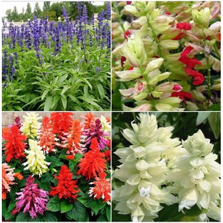 Hạt giống hoa xác-pháo-nhiều màu - ( Gói 100 Hạt )