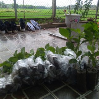 Combo 10 👉🌱🌱🌱 Cây Giống Đuôi Chuột Hoa Tím (mạch lạc)