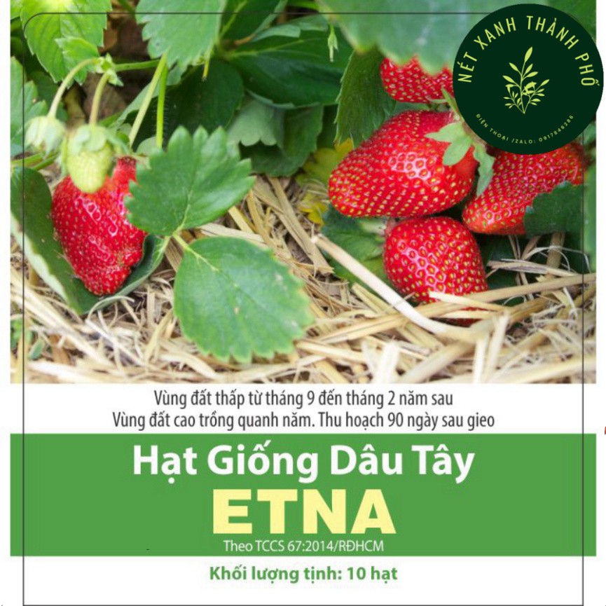 Hạt giống Dâu Tây Etna, dâu tây chịu nhiệt