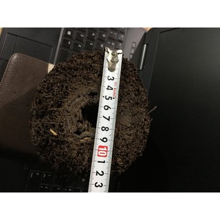 Combo 4 trụ dớn cao 15 cm đường kính trụ từ 12cm~16cm