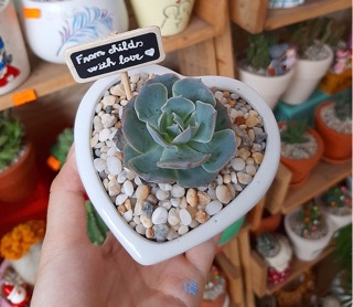 Chậu sứ trái tim mix sen đá