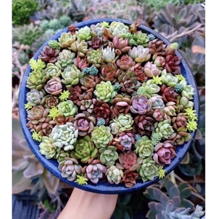 Sen đá mini (Sen vỉ)