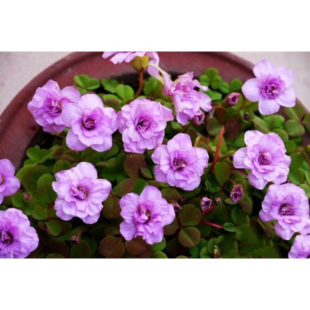 Củ hoa oxalis nidulans pom pom