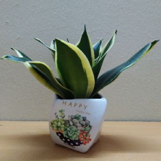Cây Lưỡi hổ thái