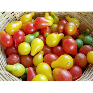 Hạt giống Cà Chua Bi hình Trái Lê Mix