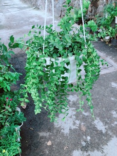 Chậu Cây Lá Tim